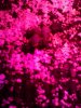 IMG_20130316_213501.jpg