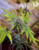 Day71_STbud1.jpg