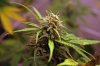 Day71_STbud3.jpg