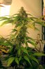 Day71_TransSib_bud1.jpg