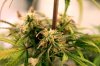 Day71_TransSib_bud2.jpg