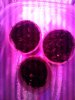 IMG_20130311_203049.jpg