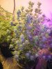 DSCN5229.jpg