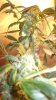 DSCF1081.jpg