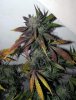 ABB_week13_12-small.jpg