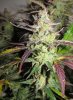 ABB_week13_11-small.jpg