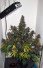 ABB_week13_8-small.jpg
