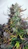 ABB_week13_7-small.jpg