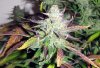 ABB_week13_6-small.jpg