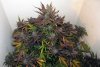 ABB_week13_3-small.jpg