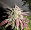 ABB_week13_2-small.jpg