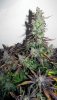 ABB_week13_1-small.jpg