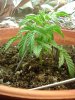 1st grow 015.jpg 1st grow 015.jpg