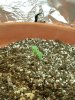 1st grow 016.jpg 1st grow 016.jpg