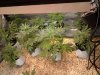 IMG_20130314_160830.jpg