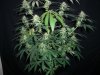 SOUR JACK_3-20-13 2 @ 8 WKS.jpg