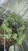 March2-Rightplantflash.jpg