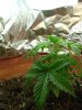 1st grow 017.jpg 1st grow 017.jpg