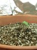 1st grow 018.jpg 1st grow 018.jpg