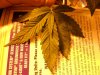 DSCN2081.jpg