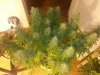 day 77 029.jpg day 77 029.jpg