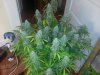 day 77 038.jpg day 77 038.jpg