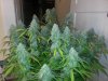 day 77 039.jpg day 77 039.jpg