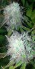 day 77 047.jpg day 77 047.jpg