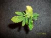 Sick.plant.pic1.jpg