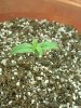 1st grow 020.jpg