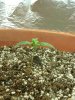 1st grow 022.jpg