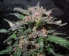 Mossys seeds 003.jpg