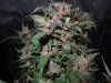 Mossys seeds 006.jpg