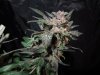 Mossys seeds 007.jpg