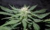 Mossys seeds 027.jpg