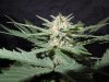 Mossys seeds 023.jpg