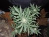 Mossys seeds 022.jpg