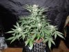 Mossys seeds 026.jpg