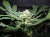 Mossys seeds 019.jpg