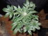 Mossys seeds 016.jpg