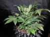 Mossys seeds 014.jpg