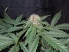 Mossys seeds 011.jpg