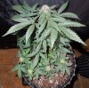 Mossys seeds 013.jpg