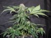 Mossys seeds 008.jpg