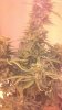 IMG-20130324-WA0008.jpg