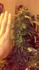 IMG-20130324-WA0005.jpg