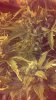 2013-03-24_16-53-45_244.jpg