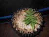 DSCN2083.jpg