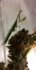 mantis avatar.jpg