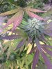 Autumn super silver haze.JPG